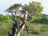 Botswana Okavango Picture