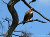 Botswana Okavango Picture