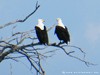 Botswana Okavango Picture