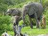 Botswana Okavango Picture