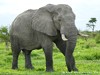 Botswana Okavango Picture