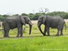 Botswana Okavango Picture