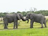 Botswana Okavango Picture