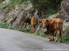 Corsica Asco Picture