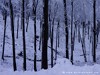 Croatia Petrova Picture
