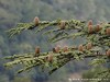 Cyprus Cedar Valley Picture