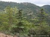 Cyprus Cedar Valley Picture