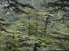 Cyprus Cedar Valley Picture
