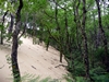 France Dune Du Pyla Picture