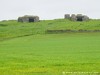 France Gris Picture