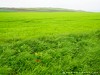 France Gris Picture