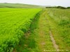 France Gris Picture
