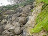 France Gris Picture