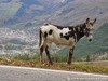 France Col du Petit Saint Bernard Picture