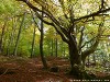 Germany Black Forest (Autumn) Picture