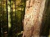 Germany Black Forest (Autumn) Picture