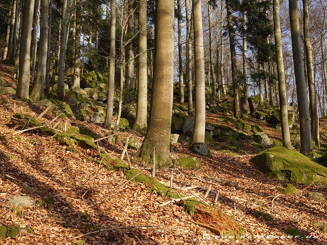 Germany Black Forest (Spring) Picture