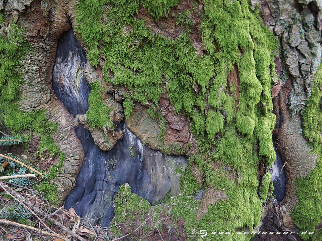 Germany Black Forest (Spring) Picture