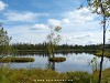 Germany Black Forest (Summer) Picture