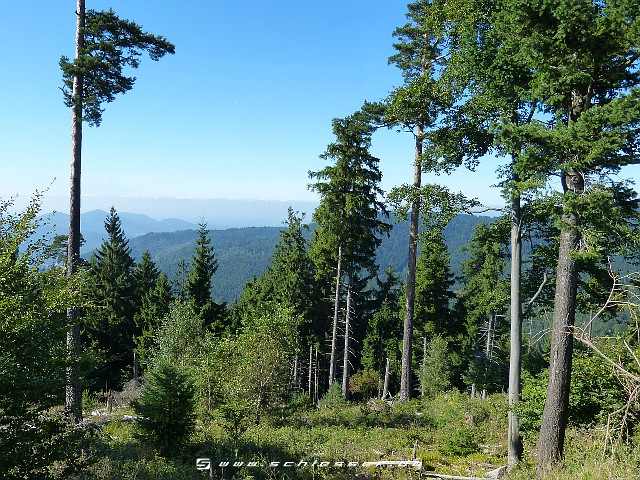 Germany Black Forest (Summer) Picture