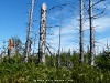 Germany Black Forest (Summer) Picture