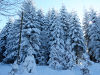 Germany Black Forest (Winter) Picture