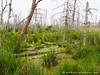 Germany Vorpommersche Boddenlandschaft Picture