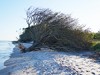 Germany Vorpommersche Boddenlandschaft Picture