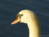 Germany Karlsruhe Rheinauen Animals Gray Goose Picture