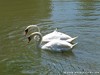 Germany Karlsruhe Rheinauen Animals Gray Goose Picture