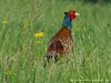 Germany Karlsruhe Rheinauen Animals Pheasant Picture