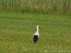 Germany Karlsruhe Rheinauen Animals Stork Picture