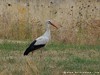 Germany Karlsruhe Rheinauen Animals Stork Picture