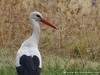 Germany Karlsruhe Rheinauen Animals Stork Picture