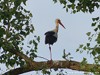 Germany Karlsruhe Rheinauen Animals Stork Picture