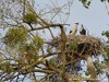 Germany Karlsruhe Rheinauen Animals Storks Picture