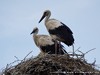 Germany Karlsruhe Rheinauen Animals Storks Picture