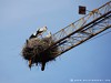 Germany Karlsruhe Rheinauen Animals Storks Picture