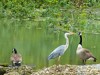 Germany Karlsruhe Rheinauen Animals Grey Heron Picture