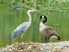 Germany Karlsruhe Rheinauen Animals Grey Heron Picture