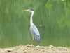 Germany Karlsruhe Rheinauen Animals Grey Heron Picture