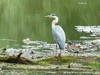 Germany Karlsruhe Rheinauen Animals Grey Heron Picture