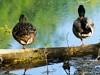 Germany Karlsruhe Rheinauen Animals Gray Geese Picture