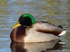 Germany Karlsruhe Rheinauen Animals Mallard Duck Picture