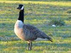 Germany Karlsruhe Rheinauen Animals Mute Swan Picture