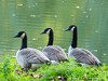 Germany Karlsruhe Rheinauen Animals Canada Goose Picture