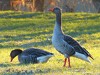 Germany Karlsruhe Rheinauen Animals Gray Goose Picture