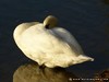 Germany Karlsruhe Rheinauen Animals Gray Goose Picture