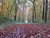 Germany Karlsruhe Rheinauen Autumn Picture