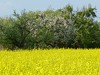 Germany Karlsruhe Rheinauen Spring Picture